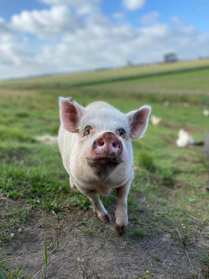 Lewedorp“In Oans Oefje” Parel In De Polder!公寓 外观 照片